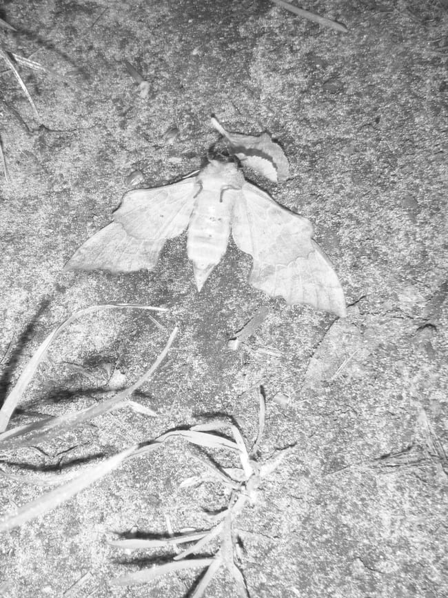 Victoria Fielon - Thorns and Fanned out Leaves